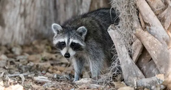 in utah can i shoot a raccoons on my property