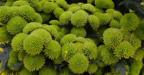 green button poms flower meaning