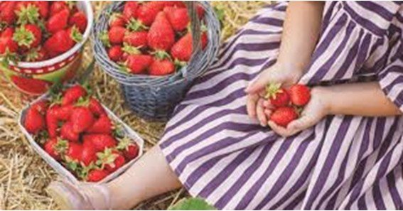 strawberry picking jacksonville fl